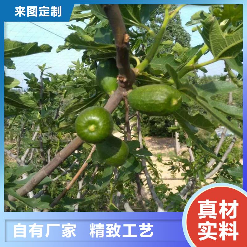 無花果桃樹苗現貨直供