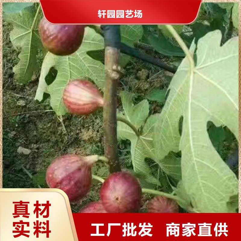 【无花果】苹果苗常年供应