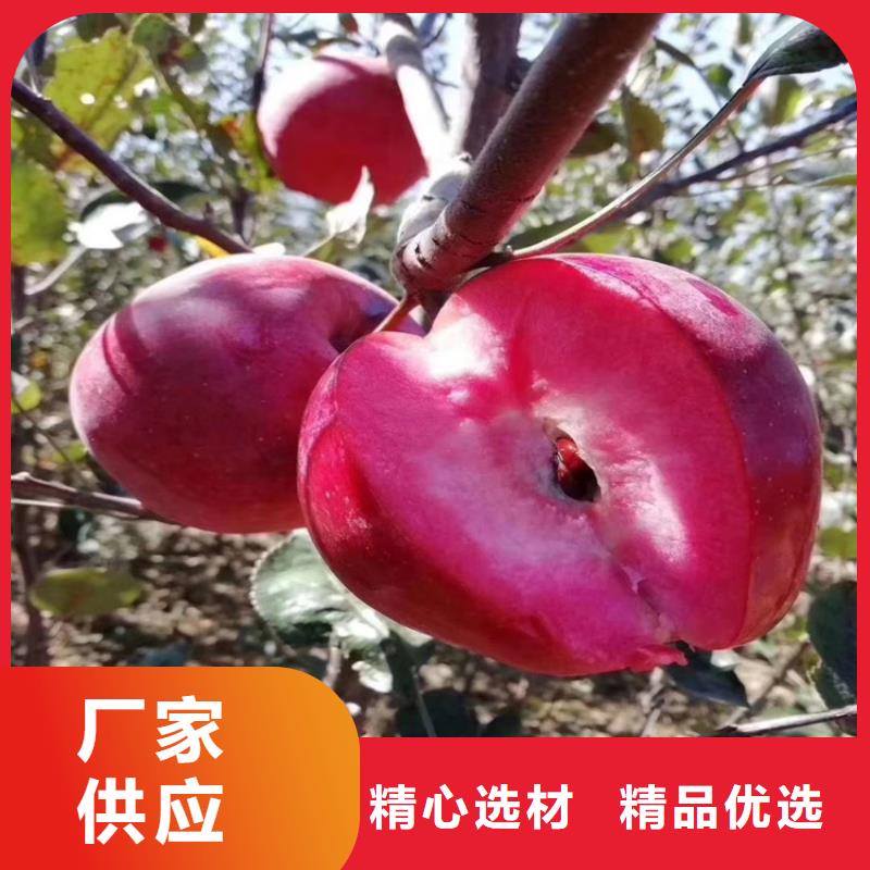 苹果 【樱桃苗】拒绝伪劣产品-轩园园艺场(防城港市分公司)