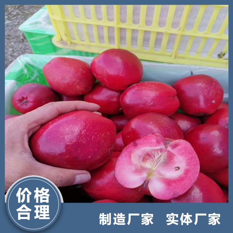 蘋果,櫻桃苗品質不將就