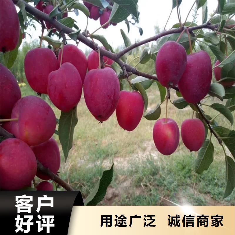 苹果奶油草莓快速发货