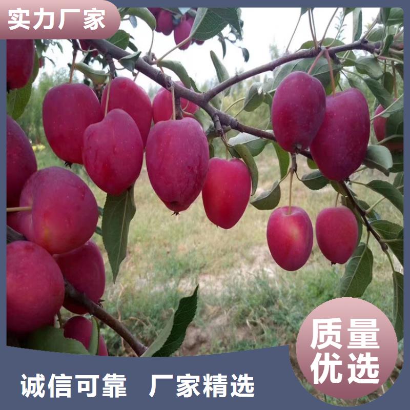 苹果,梨树苗支持定制贴心售后