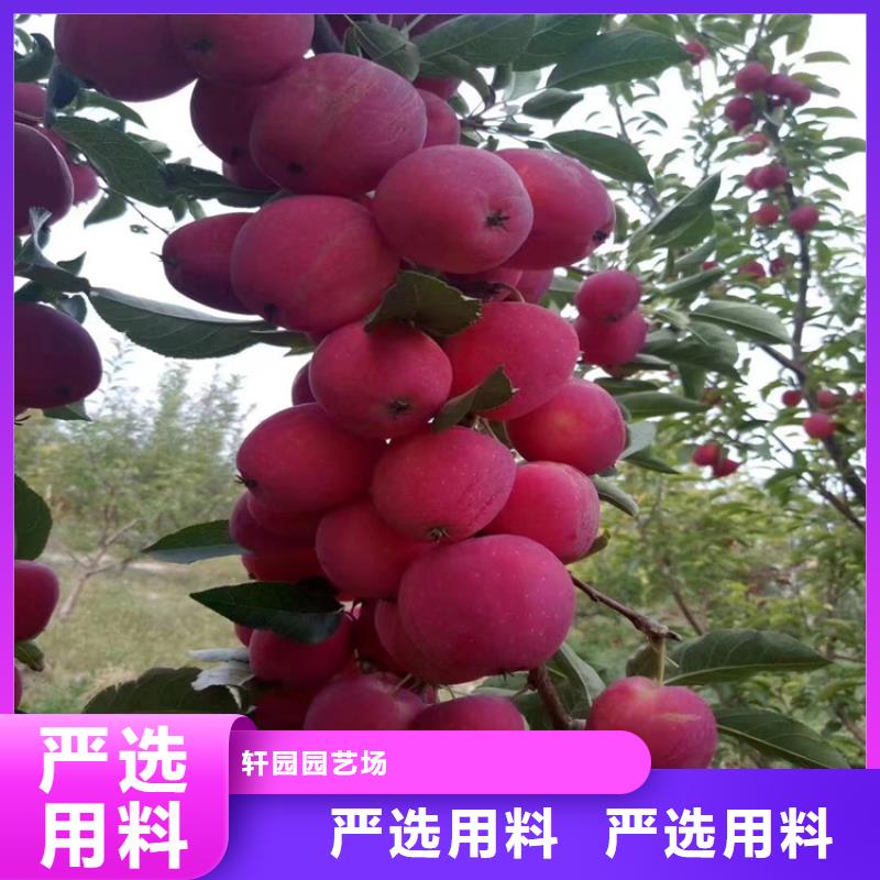苹果苹果苗多种场景适用