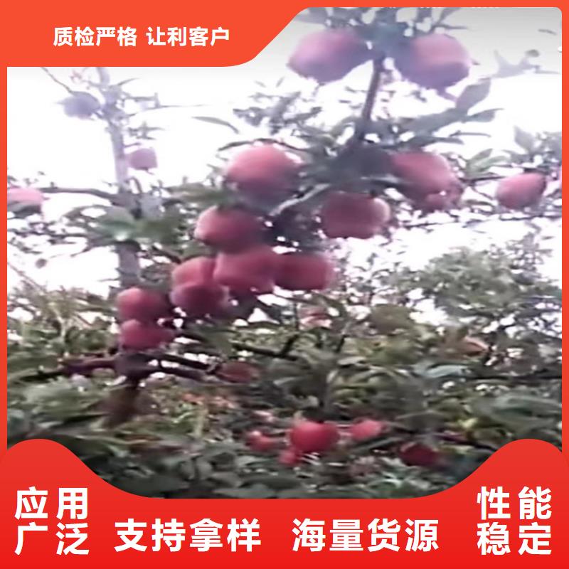 【 苹果苹果苗用心制造】-服务范围包括彰武|细河|本溪|葫芦岛|锦州|抚顺|营口|盘锦|辽阳等