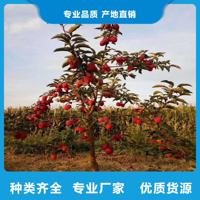 梨树苗轩园【 苹果苹果苗用心制造】