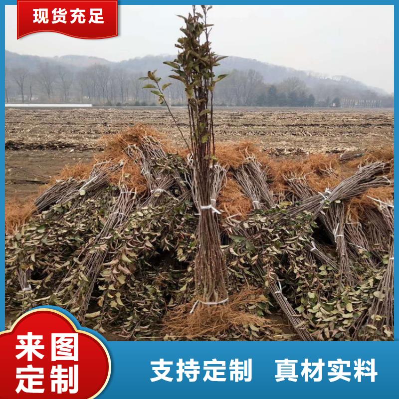 梨树苗轩园【 苹果苹果苗用心制造】