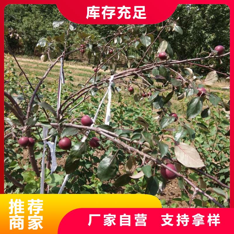 苹果,樱桃苗品质不将就