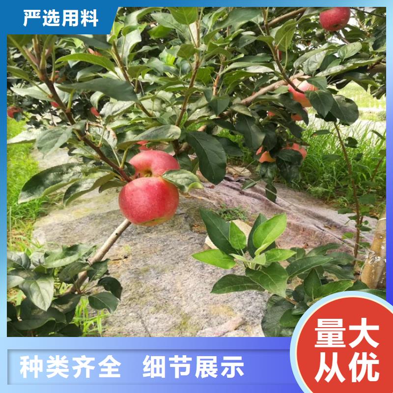 【 苹果苹果苗用心制造】-服务范围包括彰武|细河|本溪|葫芦岛|锦州|抚顺|营口|盘锦|辽阳等