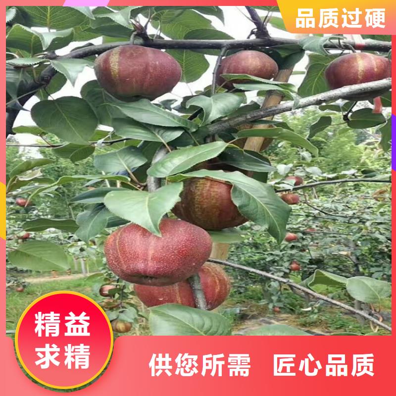 苹果,梨树苗支持定制贴心售后