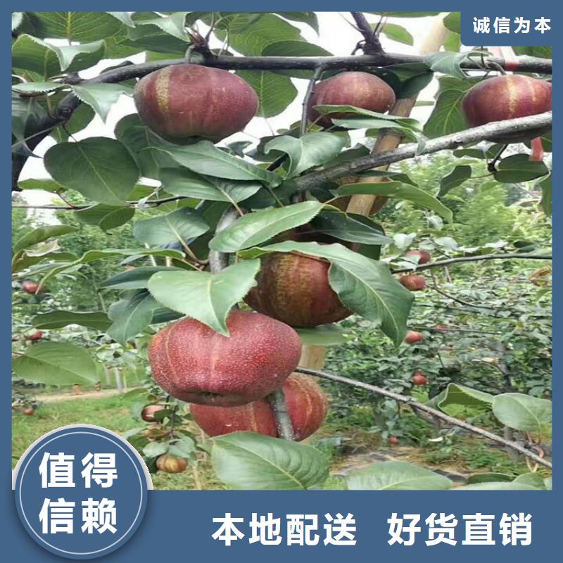 苹果-西瓜苗精心
