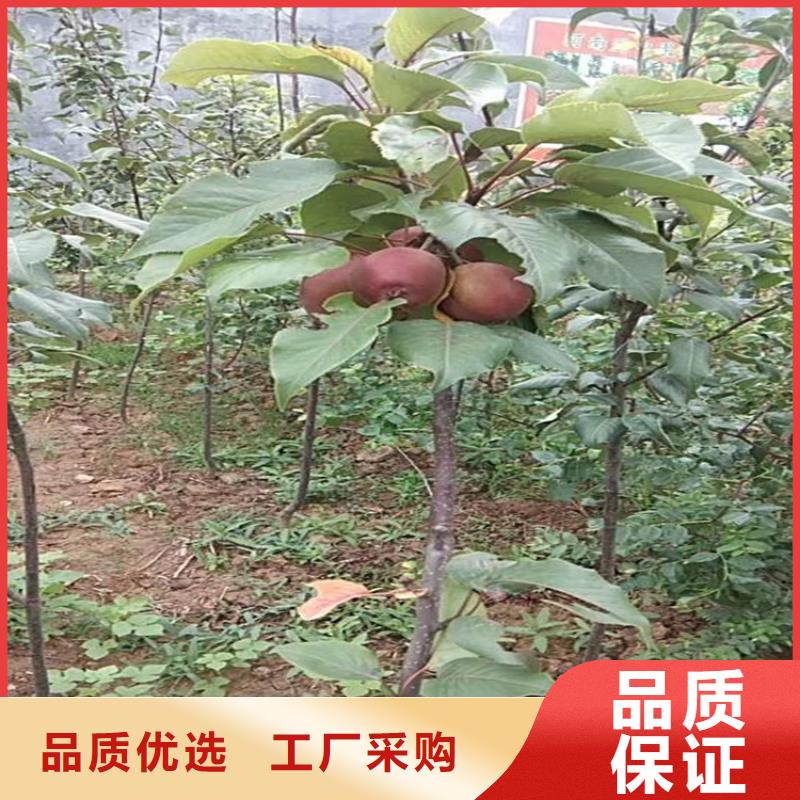 蘋果-西瓜苗精心