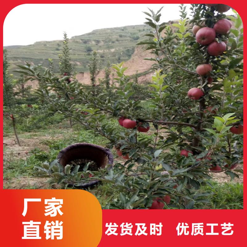 上思|防城|来宾|贵港|百色|玉林|崇左轩园苹果 【樱桃苗】拒绝伪劣产品