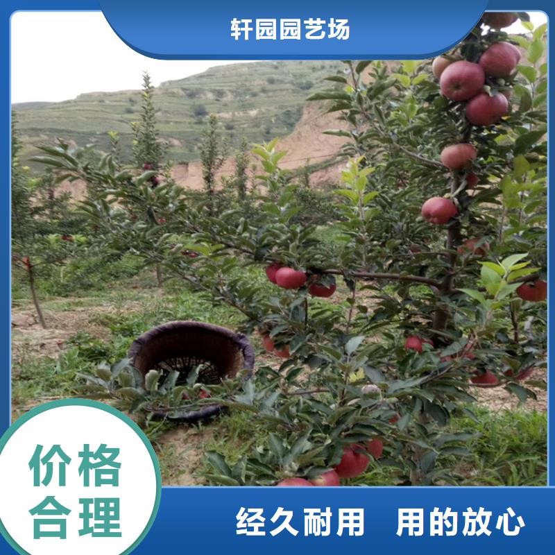 梨树苗-视频-太平|清河门|丹东|盘锦|营口|葫芦岛轩园梨树苗_ 轩园园艺场(阜新市分公司)