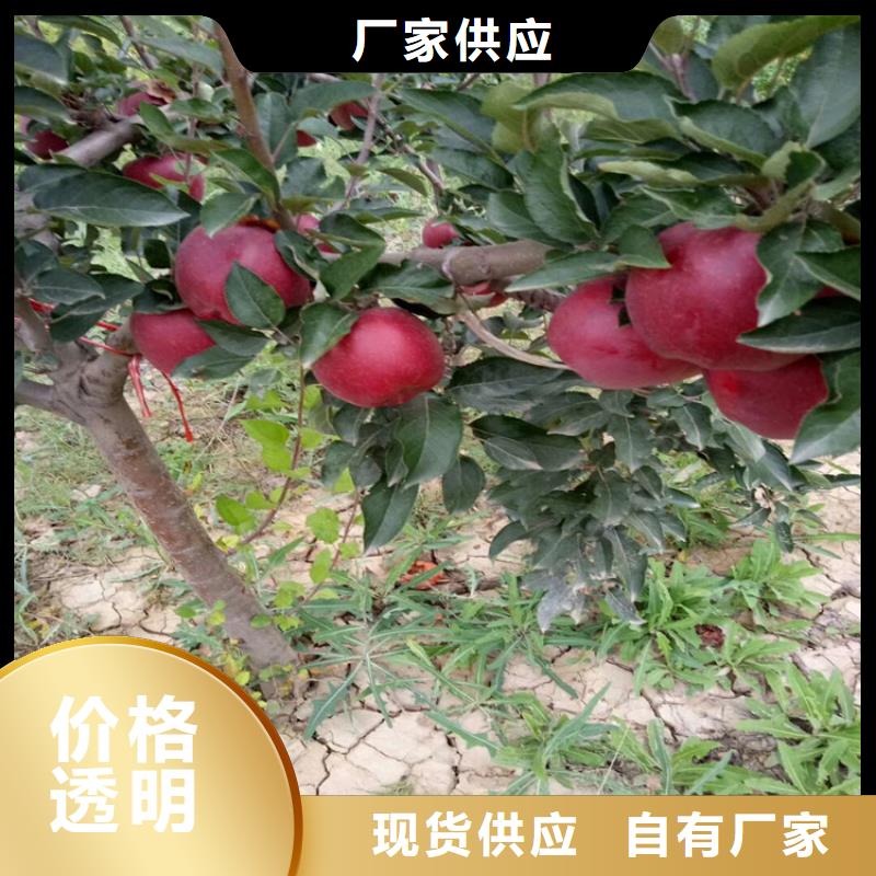 苹果苹果苗多种场景适用