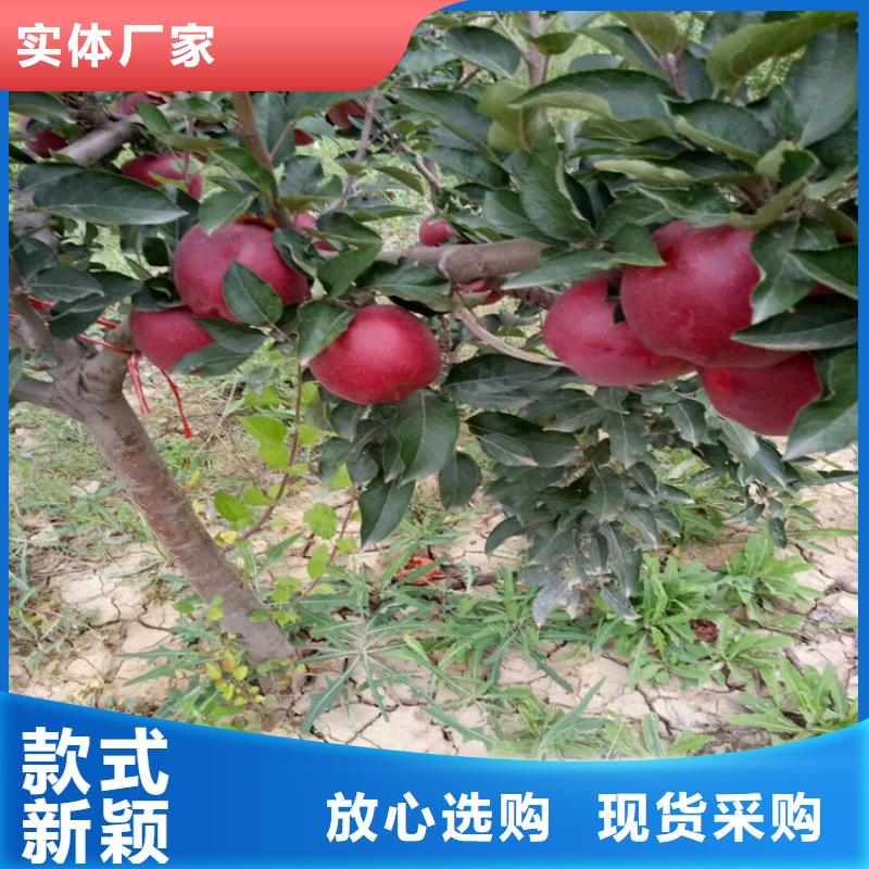 蘋果-西瓜苗精心