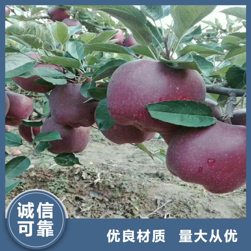 苹果石榴苗品质好才是硬道理