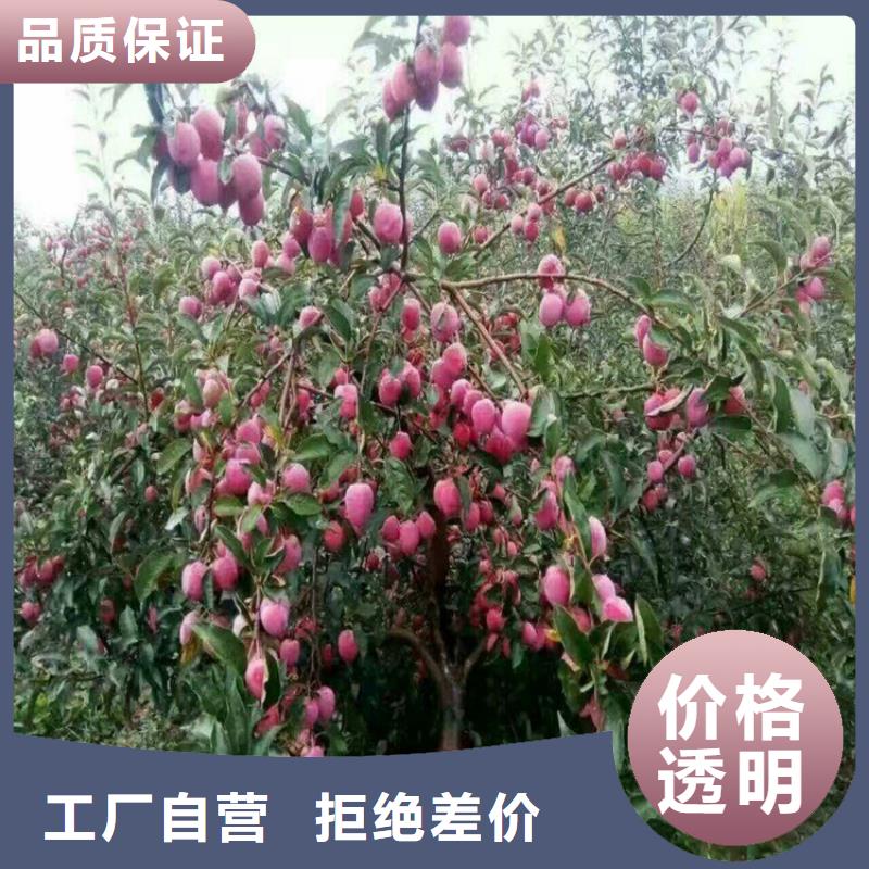 苹果 【樱桃苗】拒绝伪劣产品-轩园园艺场(防城港市分公司)