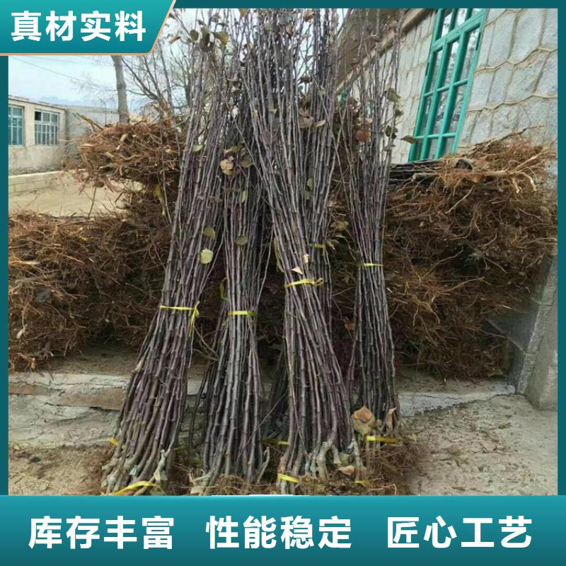 梨树苗-视频-长春市梨树苗-轩园园艺场(长春市分公司)服务区域农安|宽城|通化|四平|延边|辽源|吉林