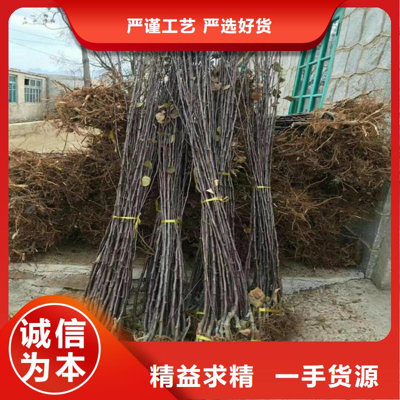 响富苹果苗育苗基地/轩园园艺场