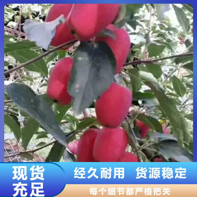 苹果樱桃苗专业按需定制