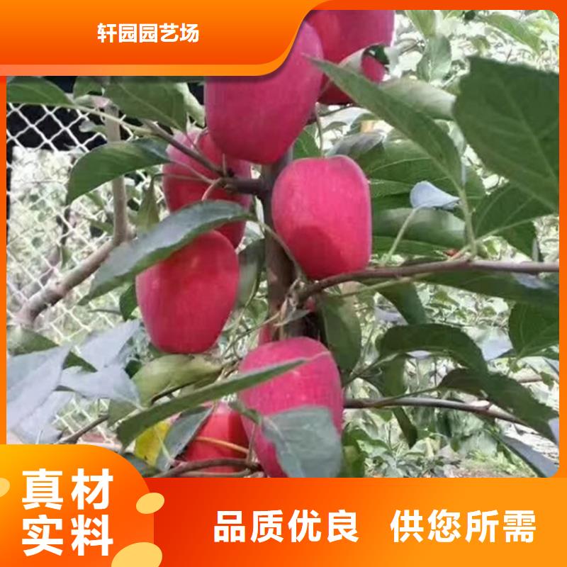 【蘋果】-桃樹苗快捷的物流配送