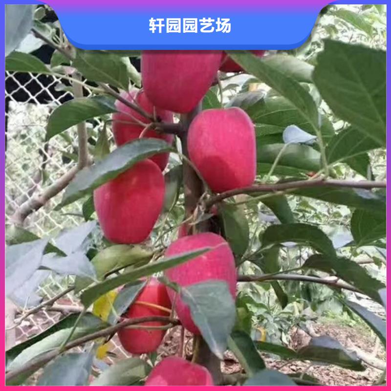 苹果樱桃苗优质工艺