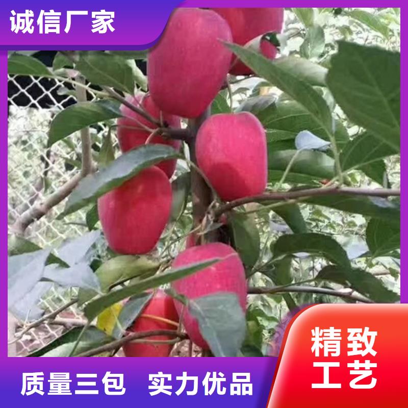 苹果苹果苗多种场景适用