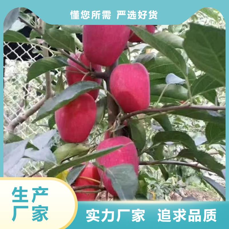 苹果,花椒苗应用领域