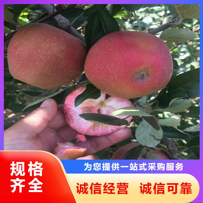 苹果 【樱桃苗】拒绝伪劣产品-轩园园艺场(防城港市分公司)