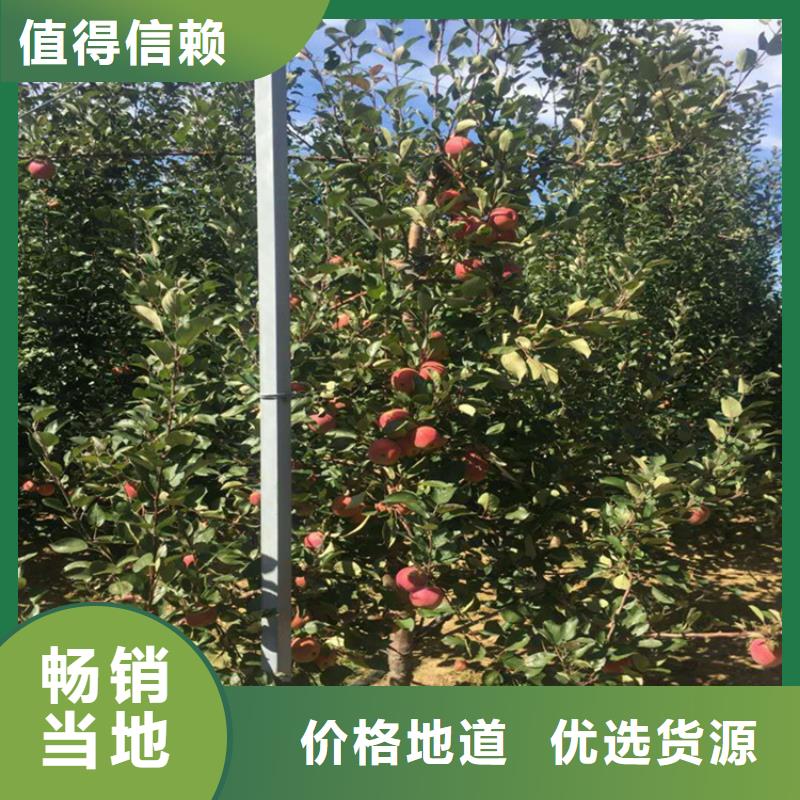苹果石榴苗品质好才是硬道理