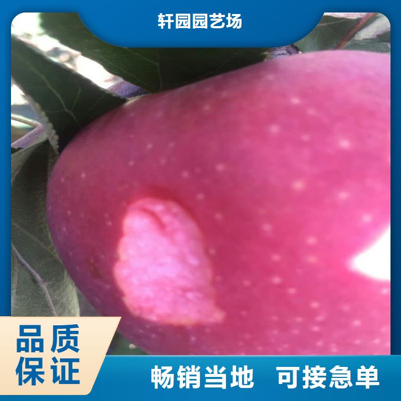 蘋果,櫻桃苗品質不將就