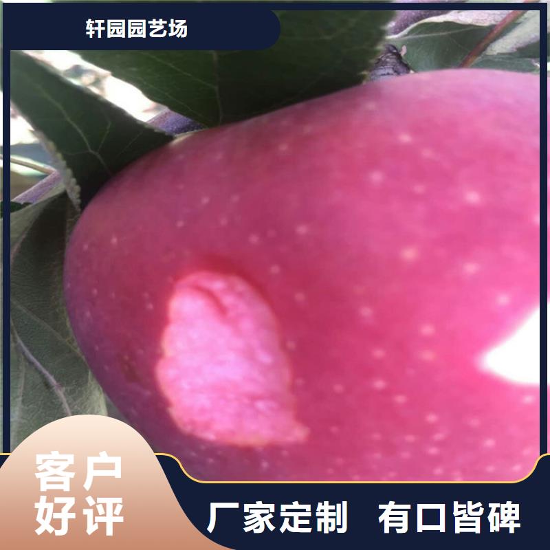 蘋果苗多少錢一棵