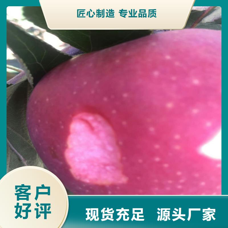 苹果 【樱桃苗】拒绝伪劣产品-轩园园艺场(防城港市分公司)