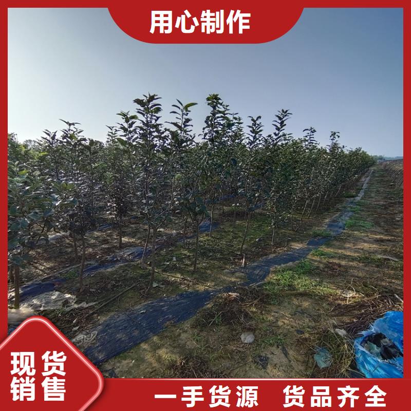 【 苹果 石榴苗真材实料加工定制】-市场覆盖|宽城|德惠|延边|吉林|四平|通化|辽源-企业旺旺