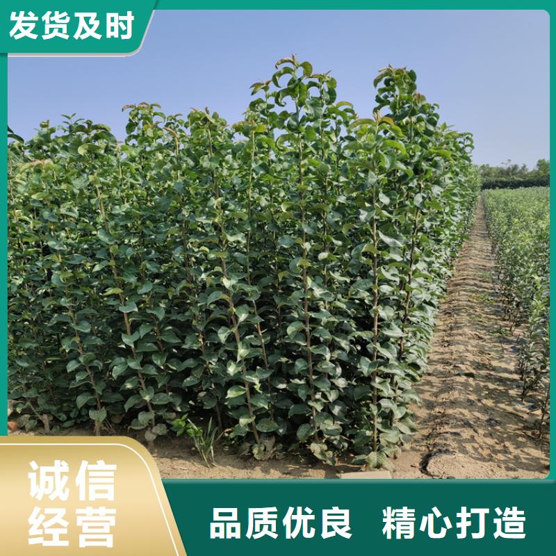 苹果,花椒苗应用领域