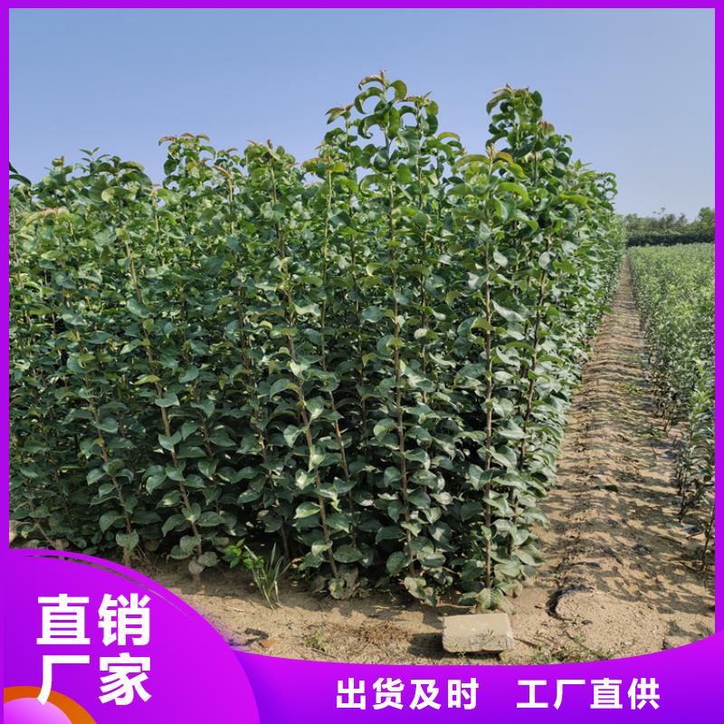 蘋果-櫻桃苗出廠嚴格質檢