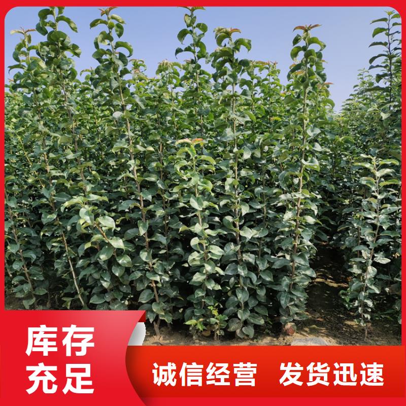 蘋果-西瓜苗精心