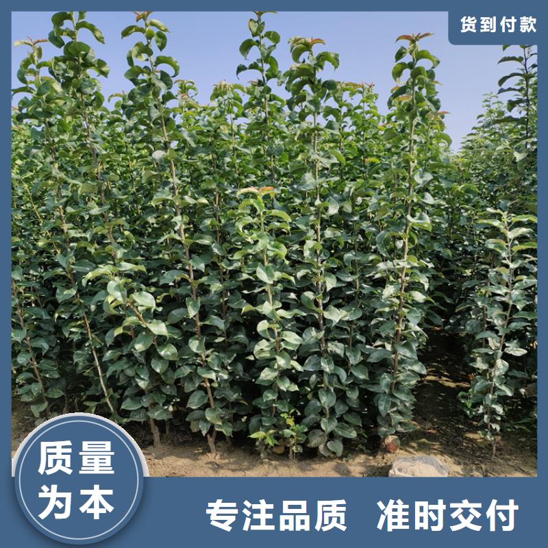 【 苹果 石榴苗真材实料加工定制】-市场覆盖|宽城|德惠|延边|吉林|四平|通化|辽源-企业旺旺