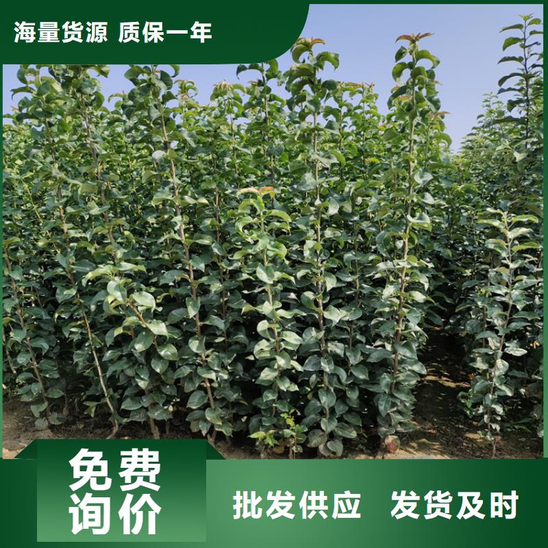 梨树苗-视频-太平|清河门|丹东|盘锦|营口|葫芦岛轩园梨树苗_ 轩园园艺场(阜新市分公司)