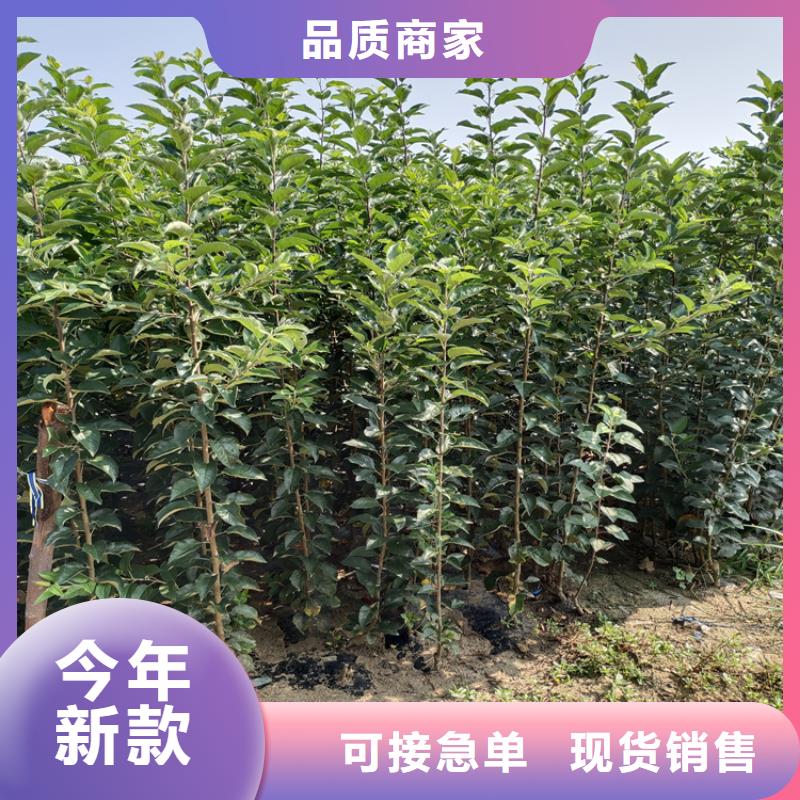 蘋果-櫻桃苗出廠嚴格質檢