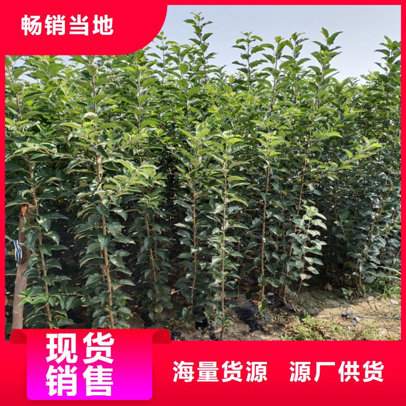 梨树苗轩园【 苹果苹果苗用心制造】