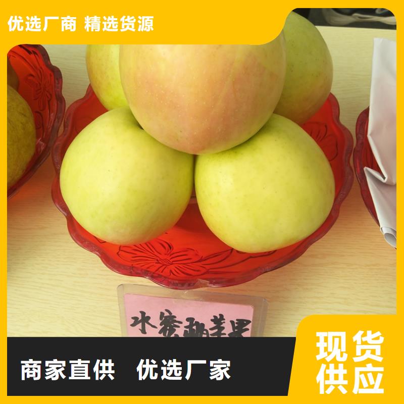 响富苹果苗育苗基地/轩园园艺场