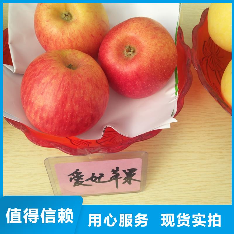 蘋果,櫻桃苗品質不將就