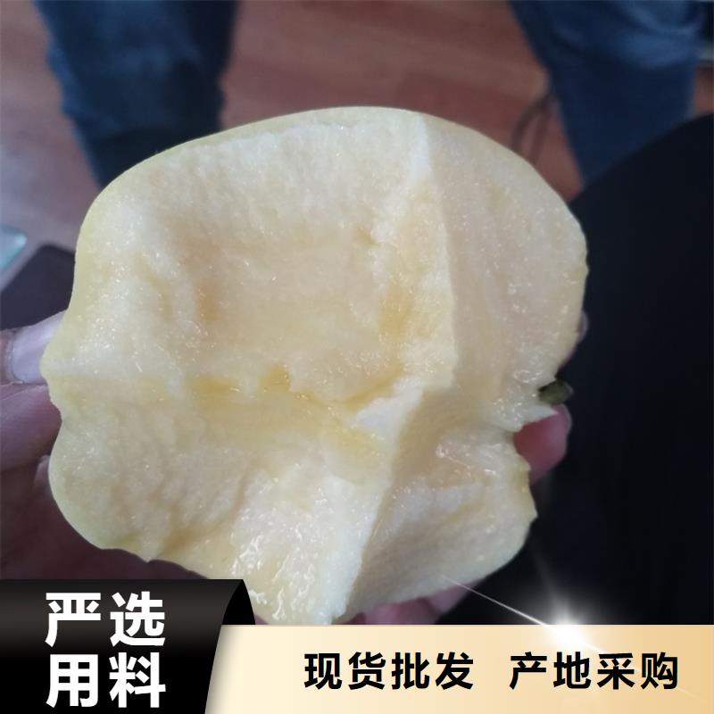 梨树苗轩园【 苹果苹果苗用心制造】