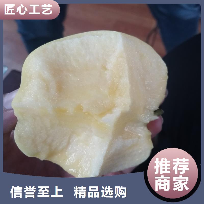 【 苹果 石榴苗真材实料加工定制】-市场覆盖|宽城|德惠|延边|吉林|四平|通化|辽源-企业旺旺