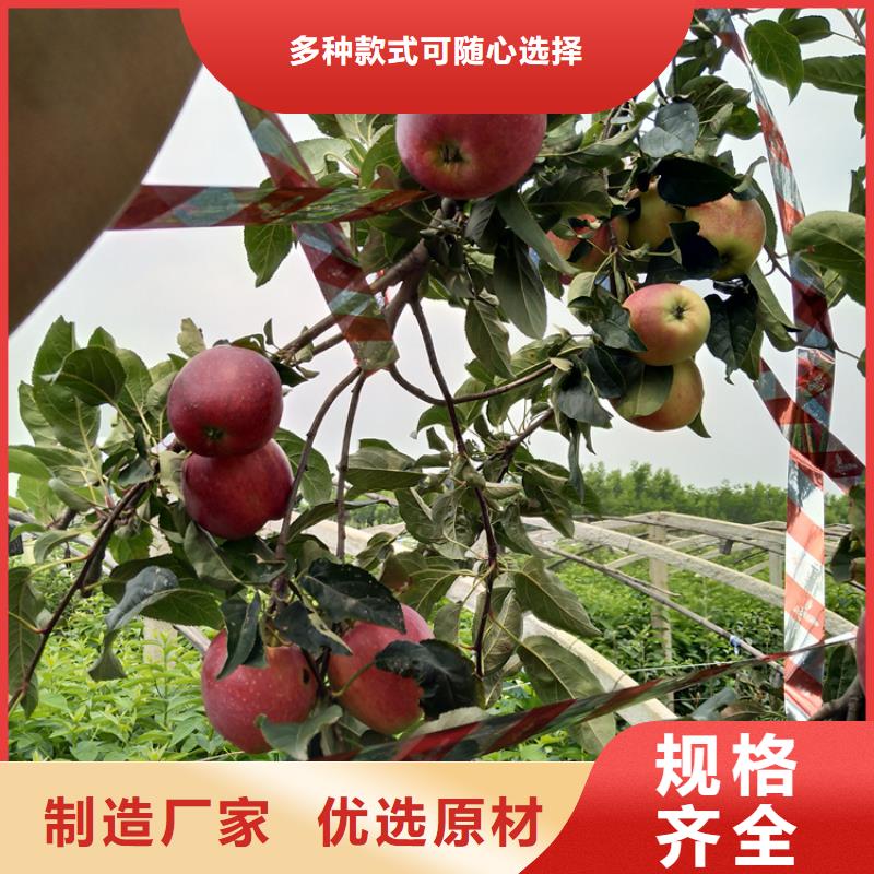 【 苹果苹果苗用心制造】覆盖范围含|细河|清河门|锦州|抚顺|本溪|鞍山|沈阳|辽阳|盘锦