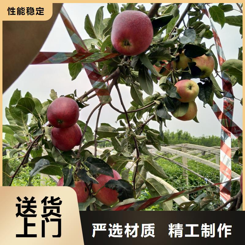 苹果,樱桃苗品质不将就