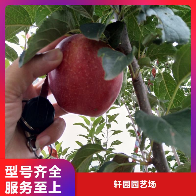 蘋果奶油草莓快速發貨