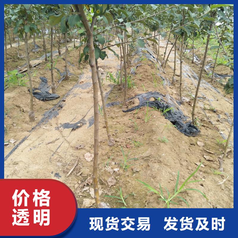 苹果,花椒苗应用领域