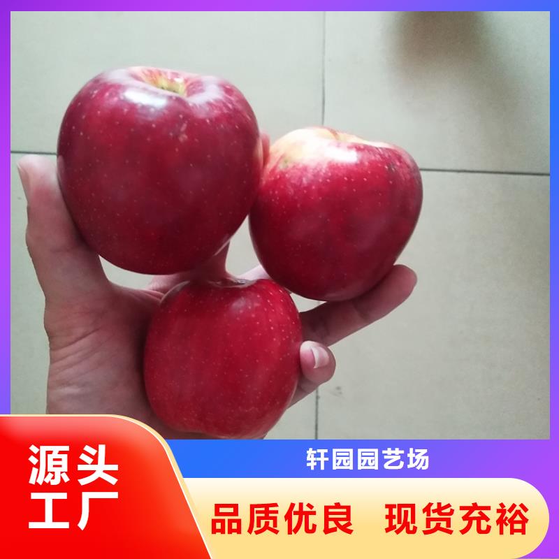 梨树苗轩园【 苹果苹果苗用心制造】